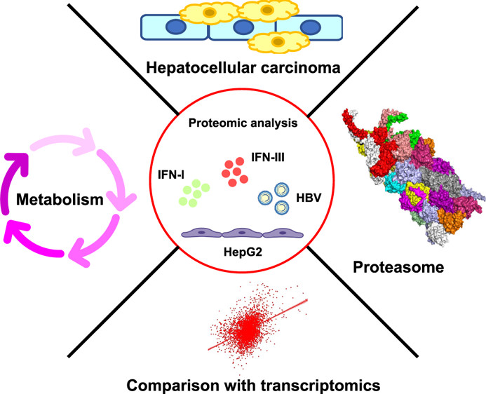 New Article: Deep Proteomic Deconvolution of Interferons and HBV Transfection Effects on a Hepatoblastoma Cell Line